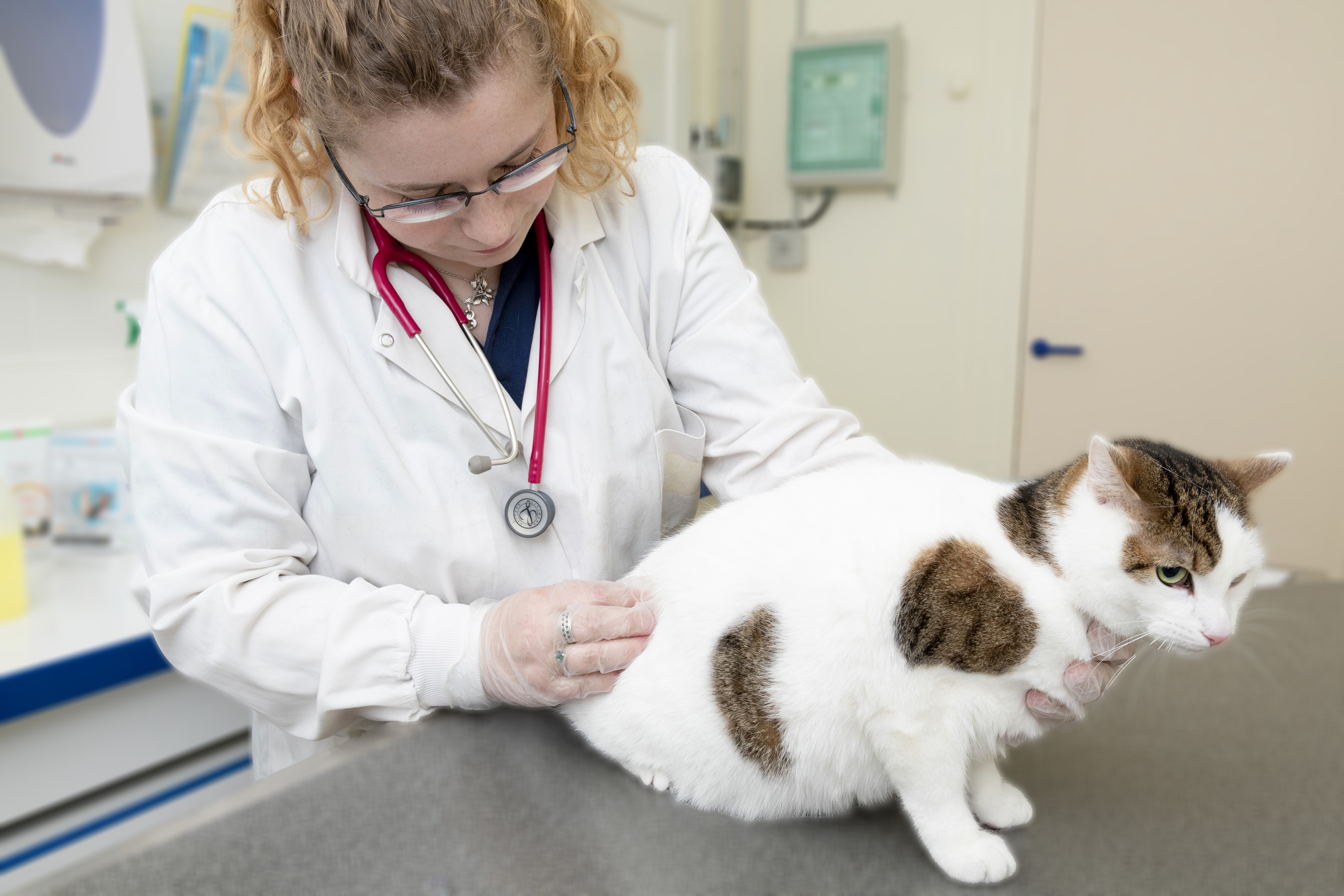 VETOQUINOL_FENEU_0292_042_RET3.jpg Cat and doctor